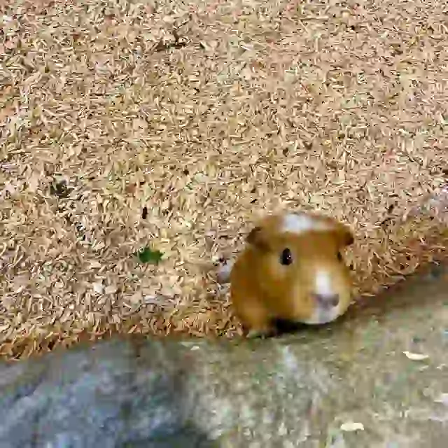 Lite Hamster Kombat - Indexof